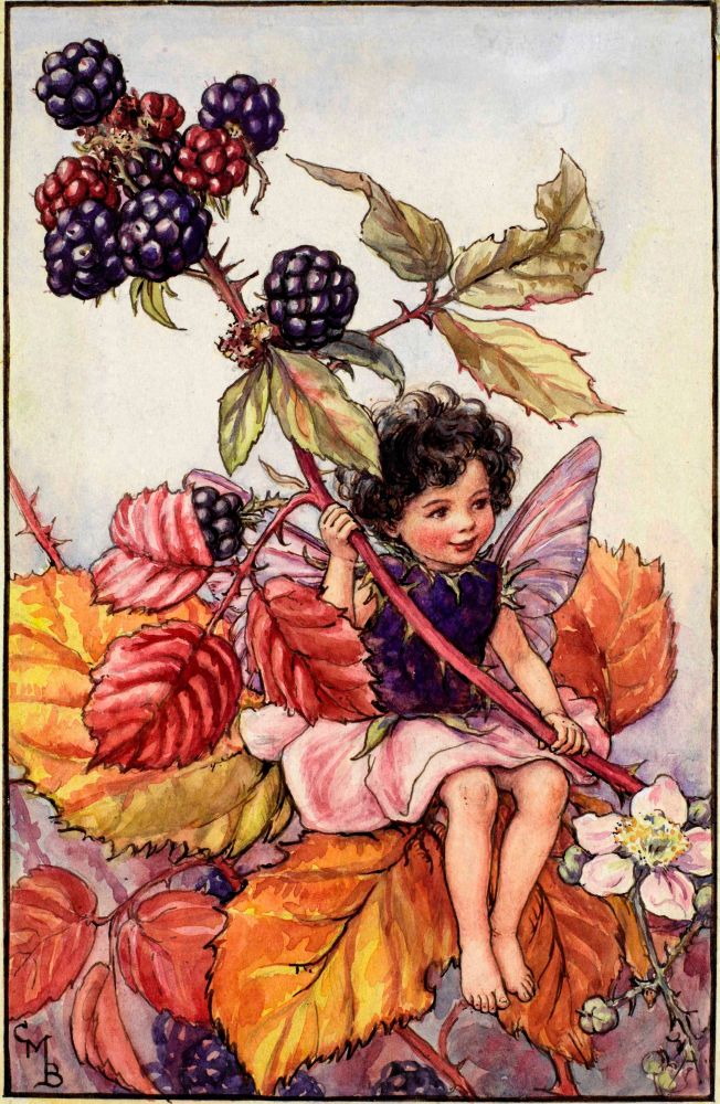 The Black berry fairy for September