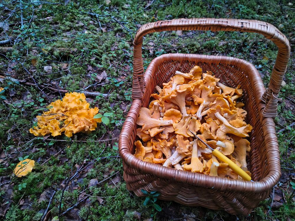 Kantarelleja korissa ja maassa.