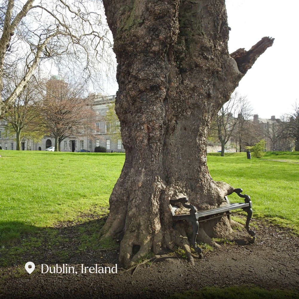 A tree in Dubli, Ireland that looks like it's eating the bench in front of it