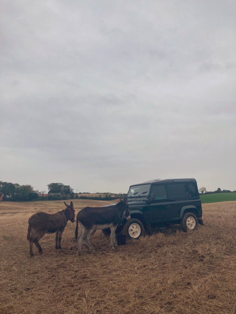 A photo of two donkeys and a jeep.