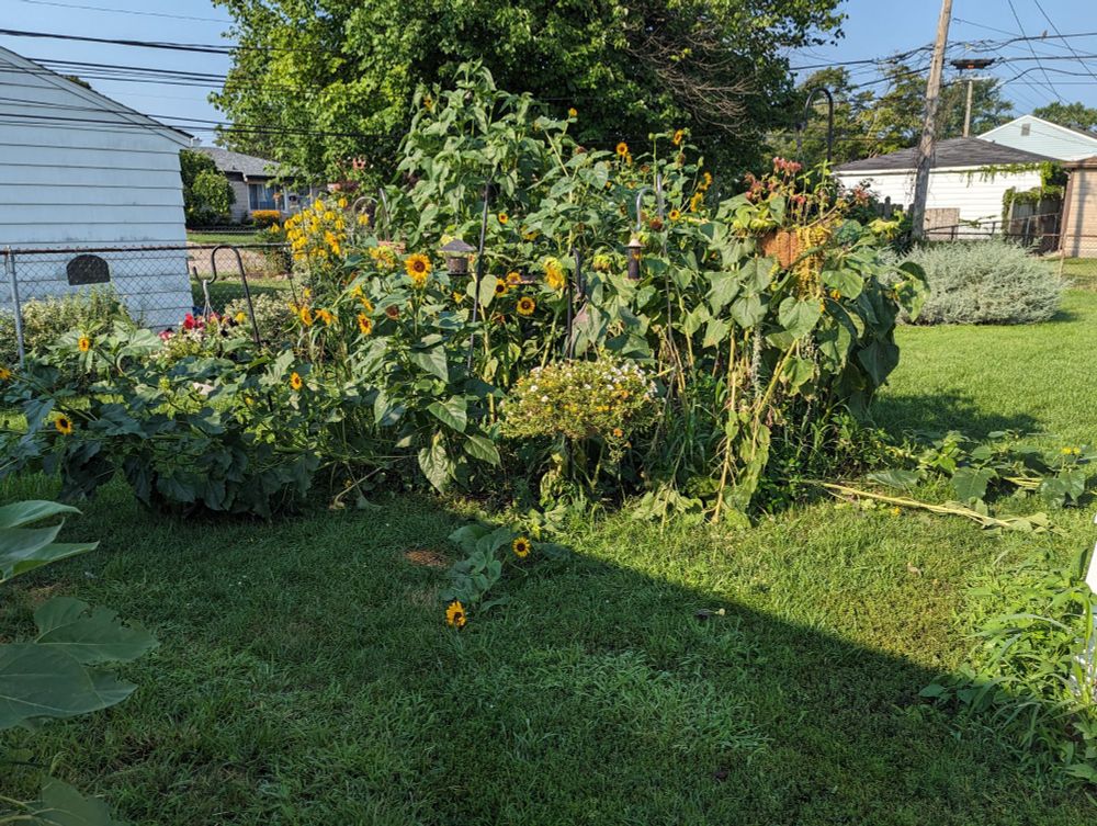 A bedraggled sunflower garden, most of the sunflowers leaning heavily, some lying flat on the ground 
