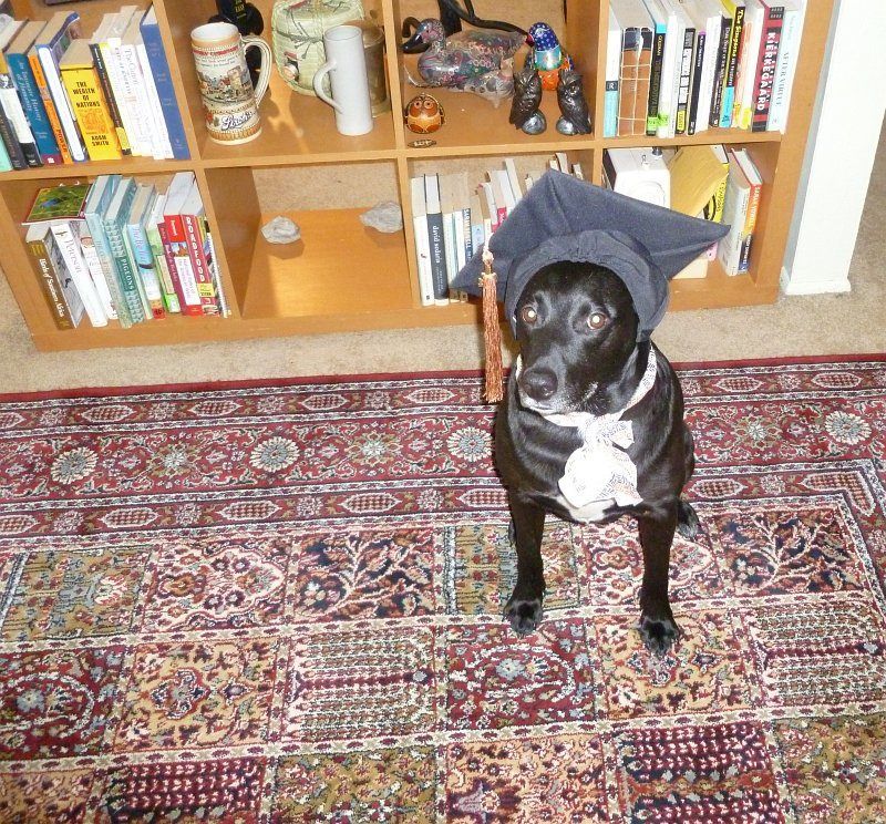 A shiny black dog with a white chest wears a mortarboard and a skeptical expression in front of a bookcase