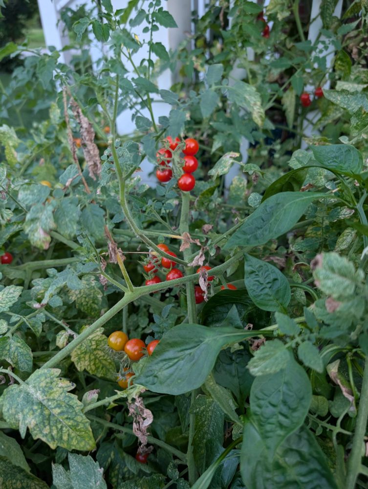 Ripe dark red cherry tomatoes on a tomato plant, ready to be devoured