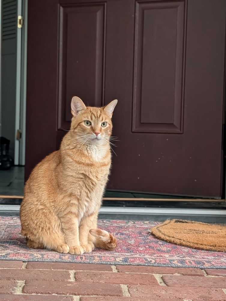 An orange boy cat looking handsome sitting in a brick front porch 