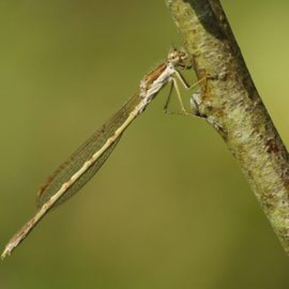 De Vlinderstichting | Libel: bruine winterjuffer / Sympecma fusca