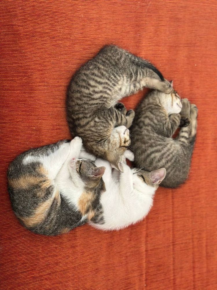 Four kittens sleeping together on a red pillow. They're curled up, forming a spiral.