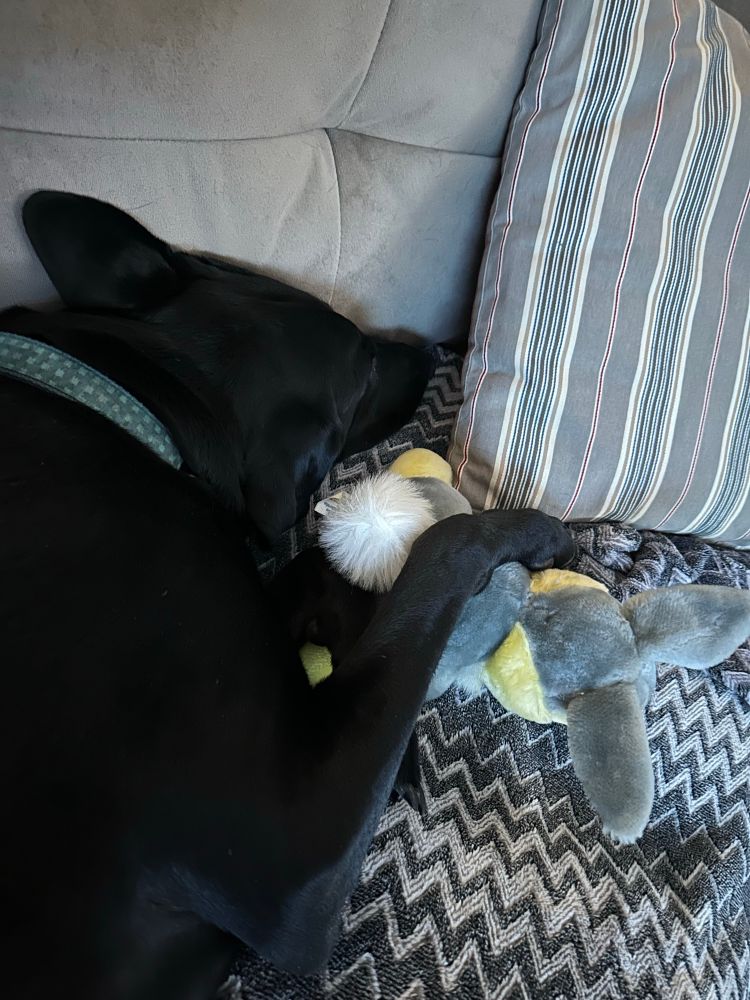 Black Dobielab sleeping on sofa with paw on his stuffed rabbit.