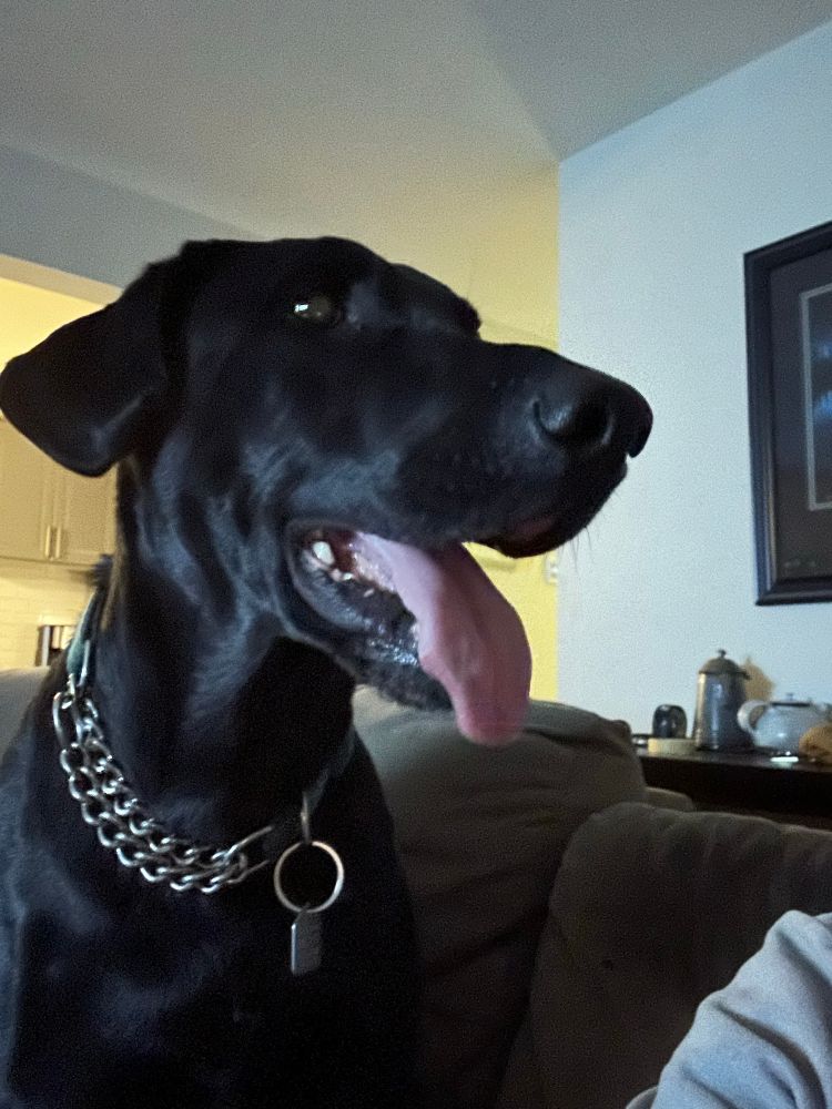 Black Dobielab smiling and sitting close to mom who is not in the frame. 