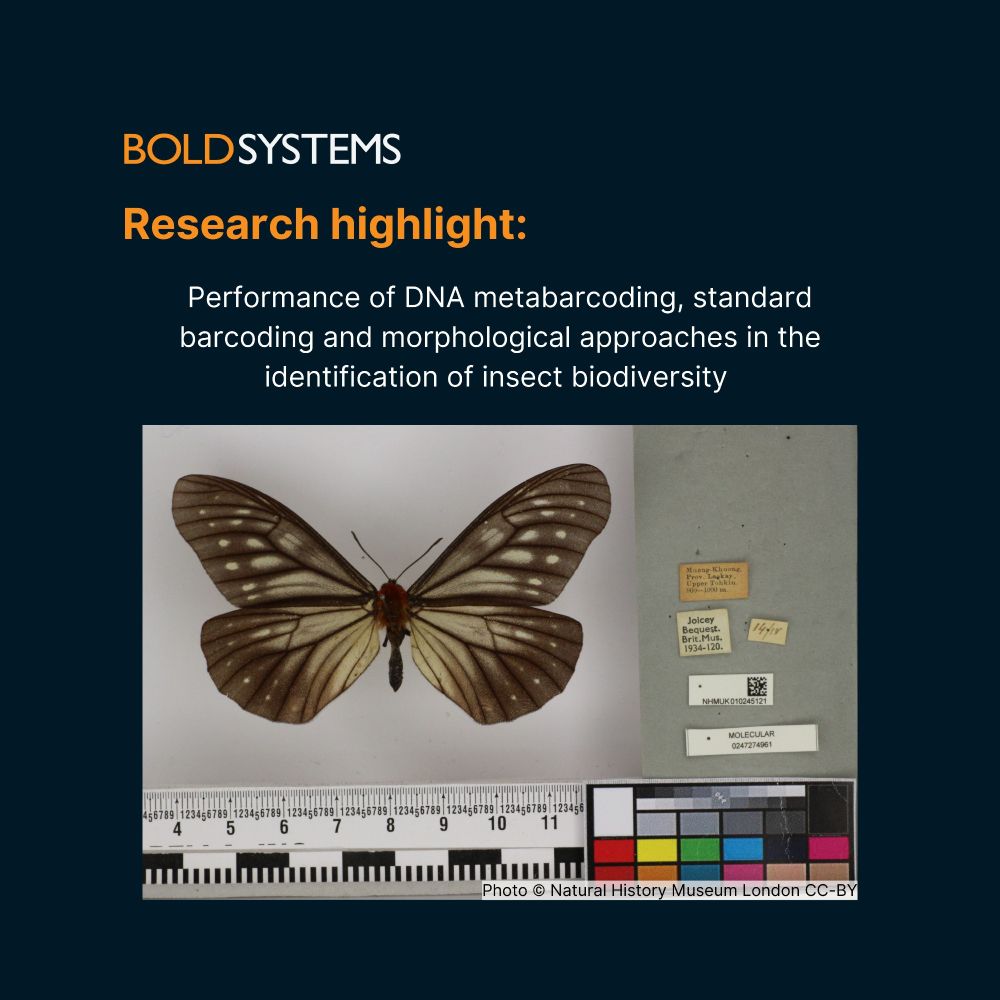 Butterfly specimen retrieved from BOLD public database (www.boldsystems.org)