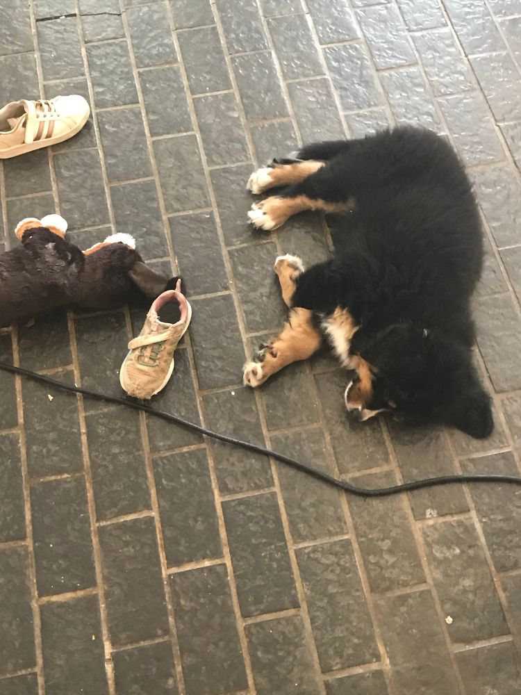 Bernese mountain dog rug lying next to shoes 