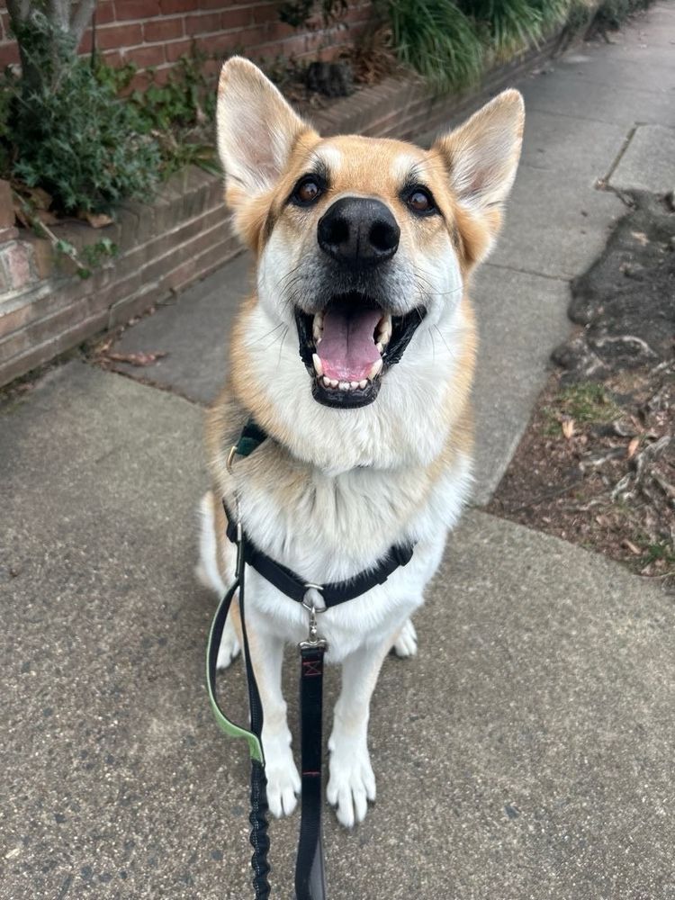 A German shepherd dog sitting on a sidewalk with a big smile on his face 