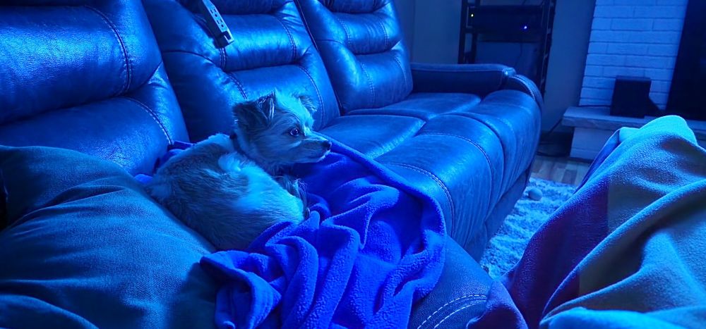 A small white and brown dog with one blue eye, seemingly watching TV.