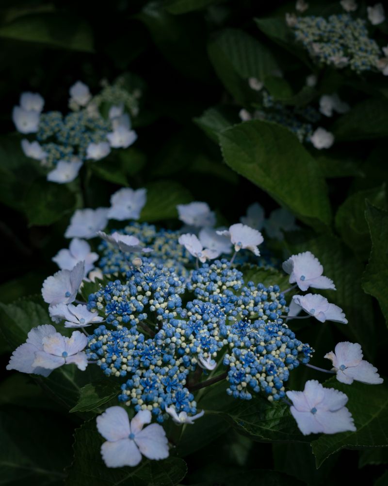 あじさい（ブルースカイ）