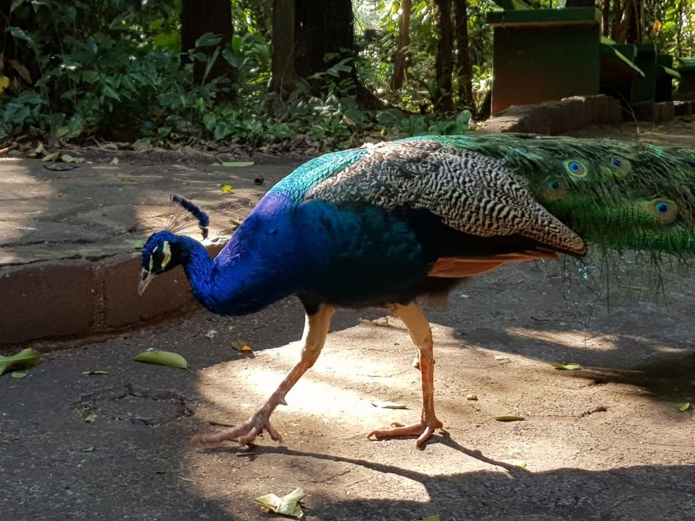 He knows he's a handsome bird.