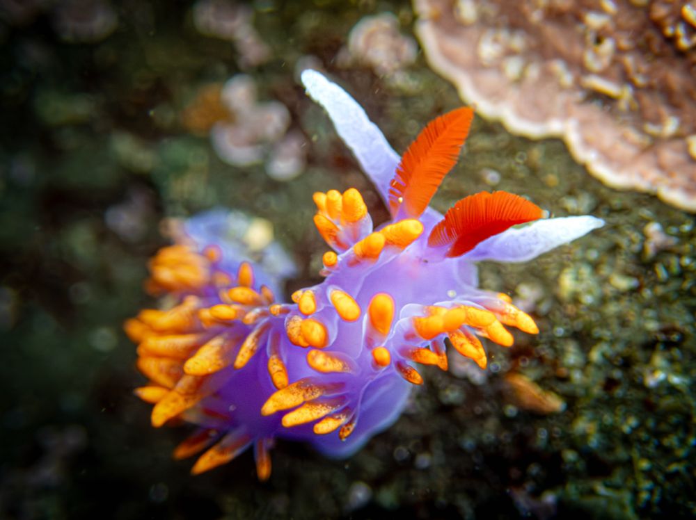 A colorful Spanish Shawl (Flabellinopsis iodinea) nudibranch wends its way through a tidepool in California. These are a challenge to photograph! Photo by Brandy Gale.