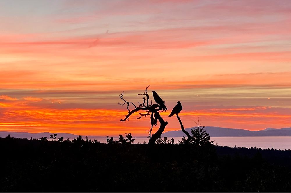 Two ravens on a tree, silhouetted against a blazing sunrise over the Pacific ocean. Photo by Brandy Gale