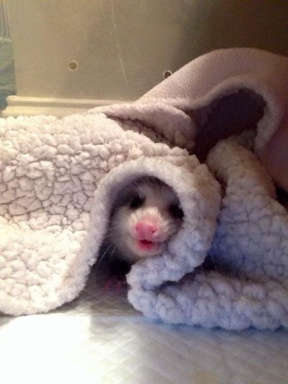 blanket opossum 