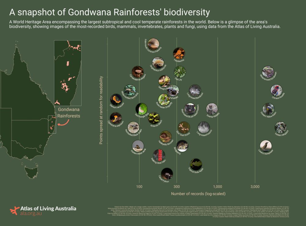 A visual snapshot of Gondwana Rainforests’ biodiversity. The visual has a green background. On the left is a map of east Australia, showing the location of Gondwana Rainforests in upper NSW, lower QLD (highlighted in red/orange). On the right is a bubble chart showing images of the most observed species in that area of bird, mammal/marsupial, plant, invertebrate and fungus. The images are ordered by the number of observations they have