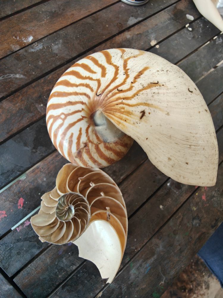 2 nautilus shells on a wooden platform. The top shell is much larger than the bottom shell. The bottom shell is cut through the middle so that we can see the individual chambers within the shell. These chambers are equally spaced and continue in a circle, beginning larger on the outside and getting smaller as they move to the centre of the swirly shell shape. Photo by Cape Tribulation Nth Qld (2024) CC-BY-NC-ND 4.0 (Int)