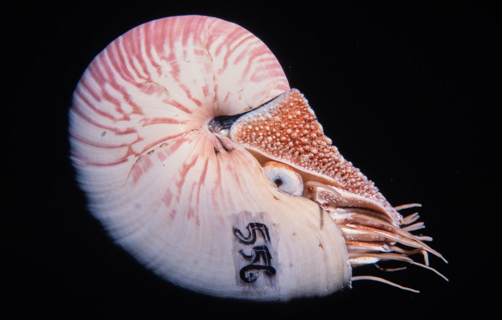 The side of a nautilus on a black background. The nautilus shell is curved, coloured white with faded red stripes on the top. The nautilus lives inside this shell, with a large eye and many tentacles sticking out from the bottom opening of the shell. Above the eye is an orange, bumpy 'helmet' shell for add protection. Photo by Erik Schlogl (2000) CC-BY-NC 4.0 (Int)
