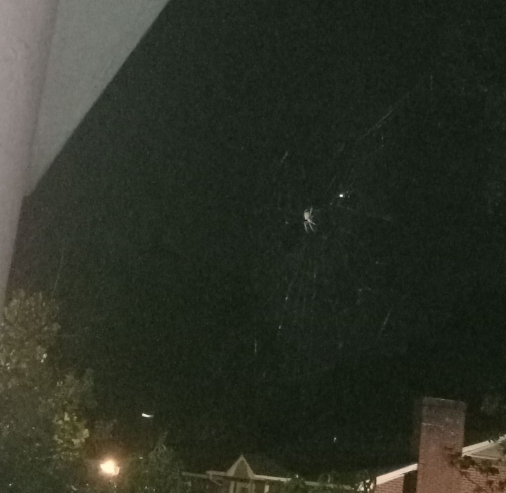 a Hentz orb weaver in front of a dark night sky with some houses and trees underneath