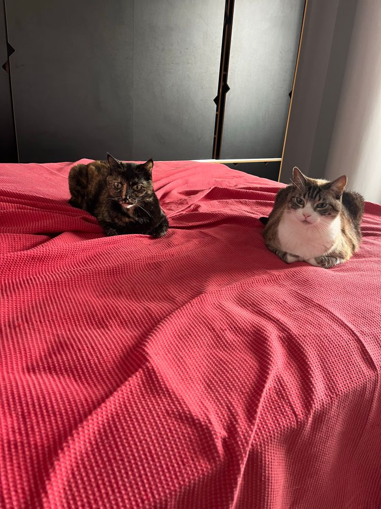 2 gatinhos sentados sobre uma cama com colcha vermelha, ao fundo um armário preto