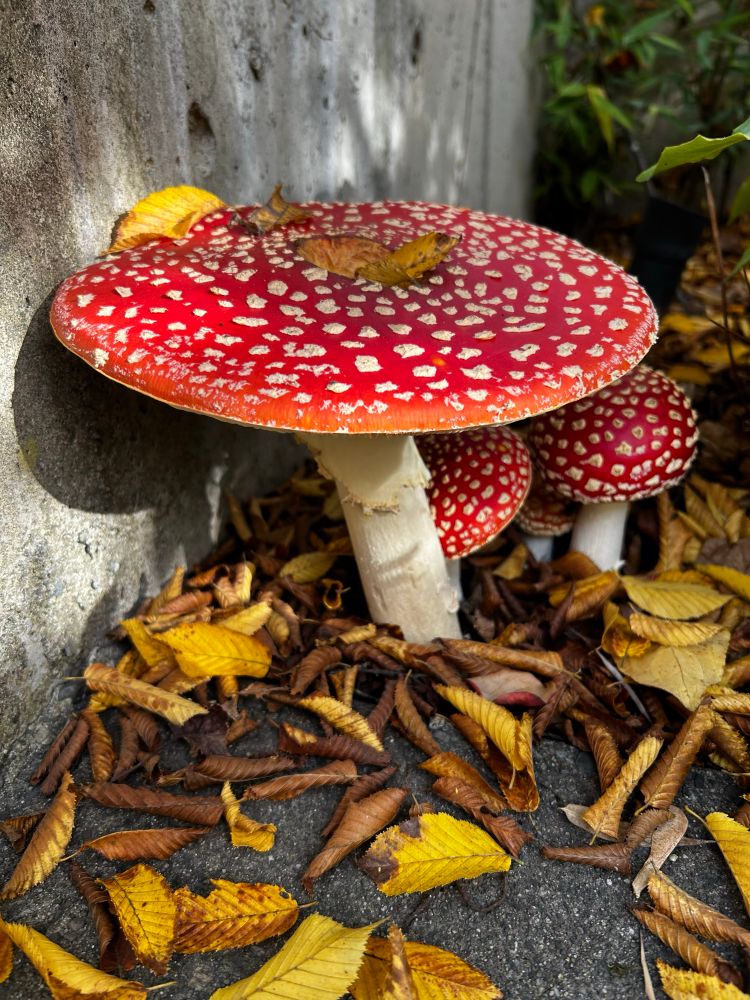 Giant red mushroom with white spots, with smaller ones peeking out from behind it