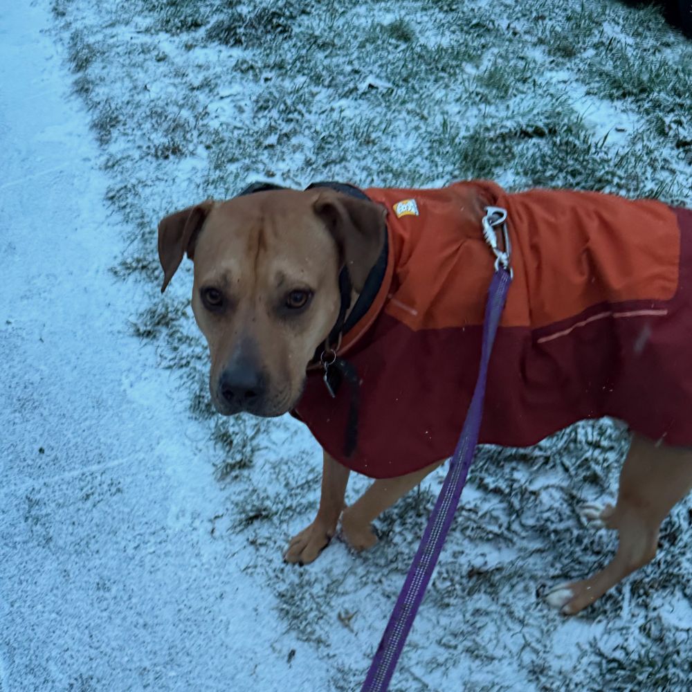Very sad orange pit bull in orange jacket in dusting of snow 