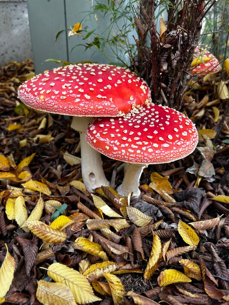 Two large red mushrooms with white spots on a background of small yellow leaves