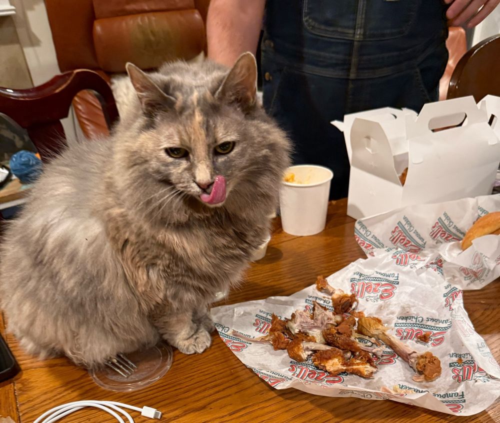 Very fluffy cat licks her lips, standing over a pile of discarded bones from Ezells, a black owned fried chicken restaurant 