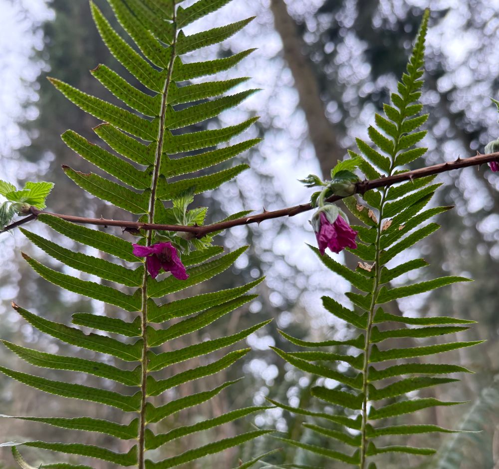 Two magenta salmonberry blossoms hang on a spiky vine in front of two ferns. Other indistinct forest shapes can be seen in the background 