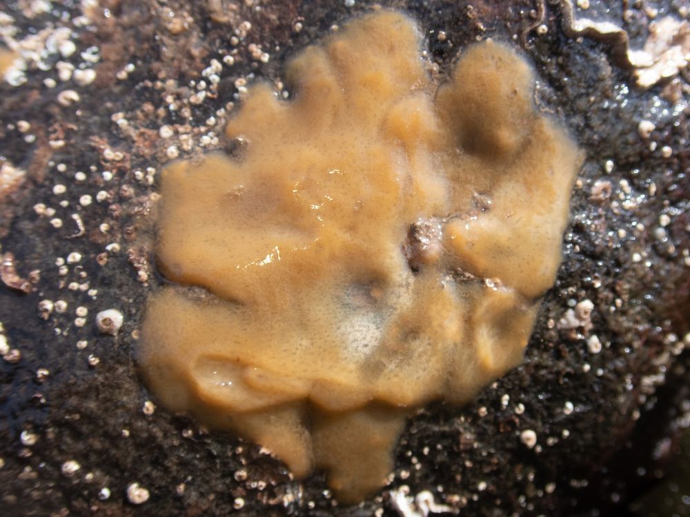 H. dujardinii specimen, adhered to a rock.