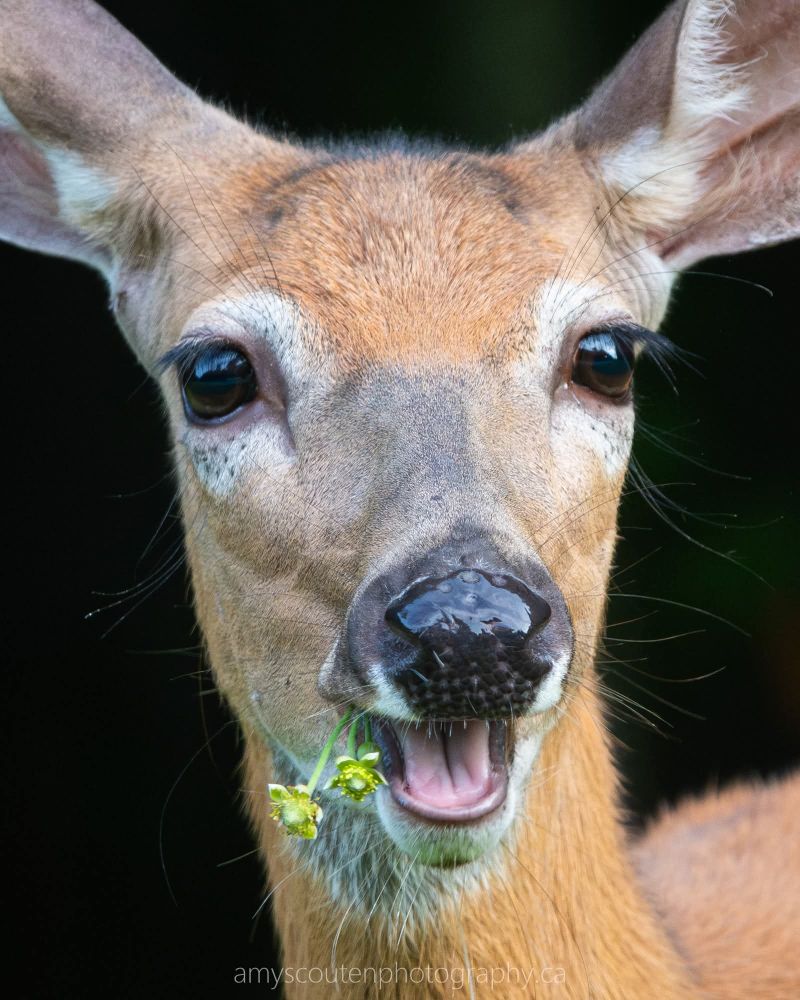 White-tailed doe with greenery hanging out of open mouth
