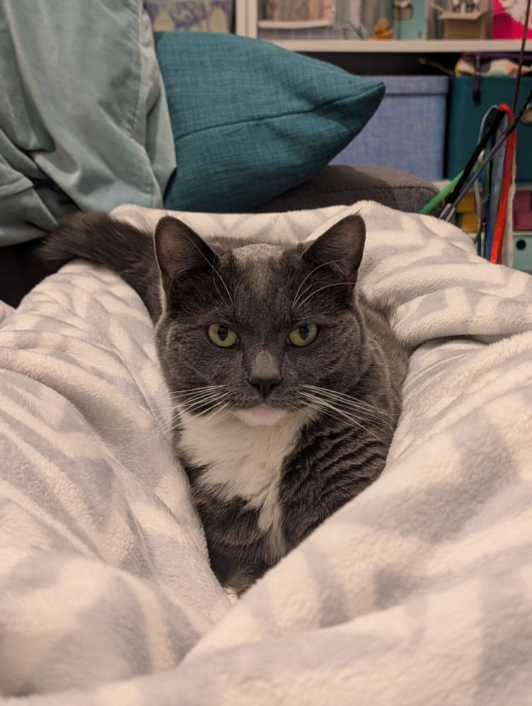 Grey and white tuxedo cat lays on a blanket and stares intensely 