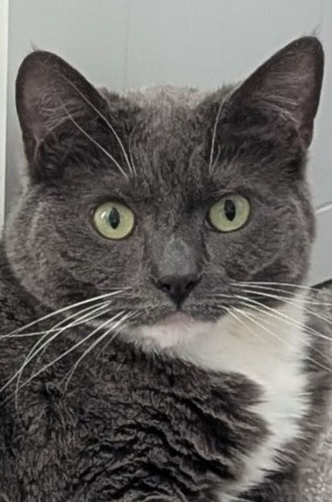 Close up of the face of a grey and white tuxedo cat staring at the camera 