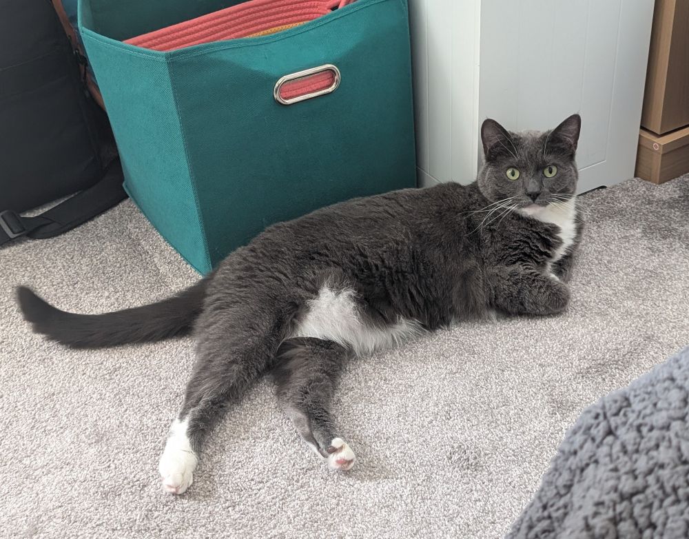A grey and white tuxedo cat lays on the floor and stares intensely at the camera 