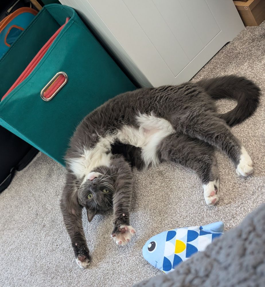 A grey and white tuxedo cat lays on her back stretching exposing her fluffy belly 
