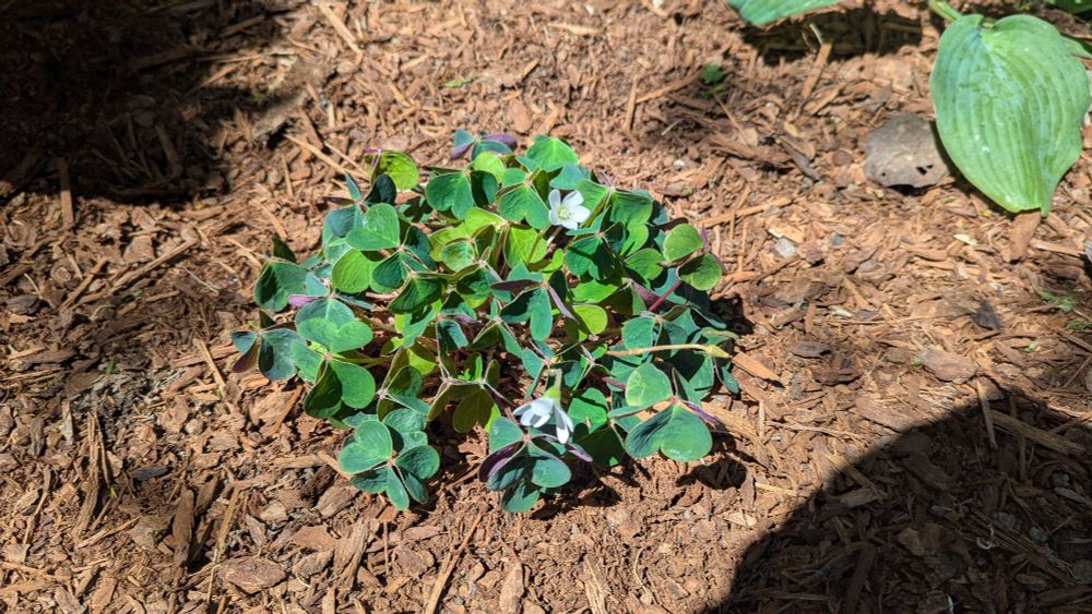 a happy, green bunch of redwood sorrel