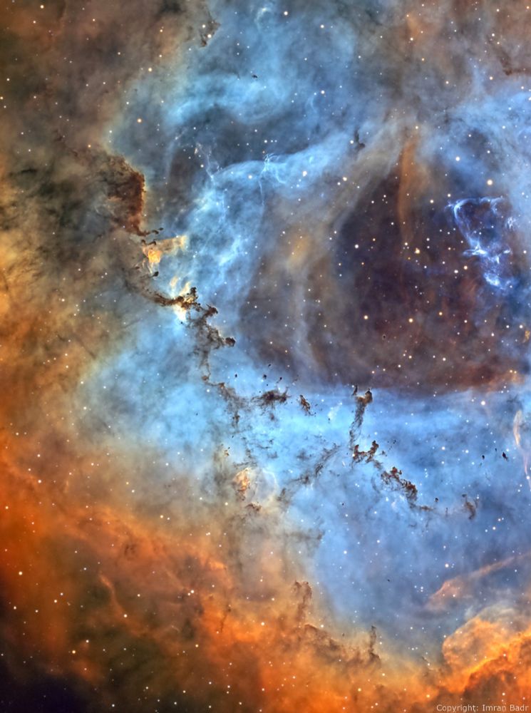 A close up and detailed image of the Rosette Nebula, shown in blue and surrounded by orange dust. The center of the rosette is black and full of stars, while the blue nebula has numerous dark structures peeking out of it.