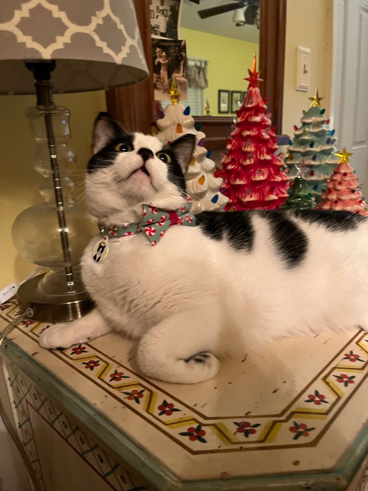 A black and white cat lays in front of several ceramic Christmas tree