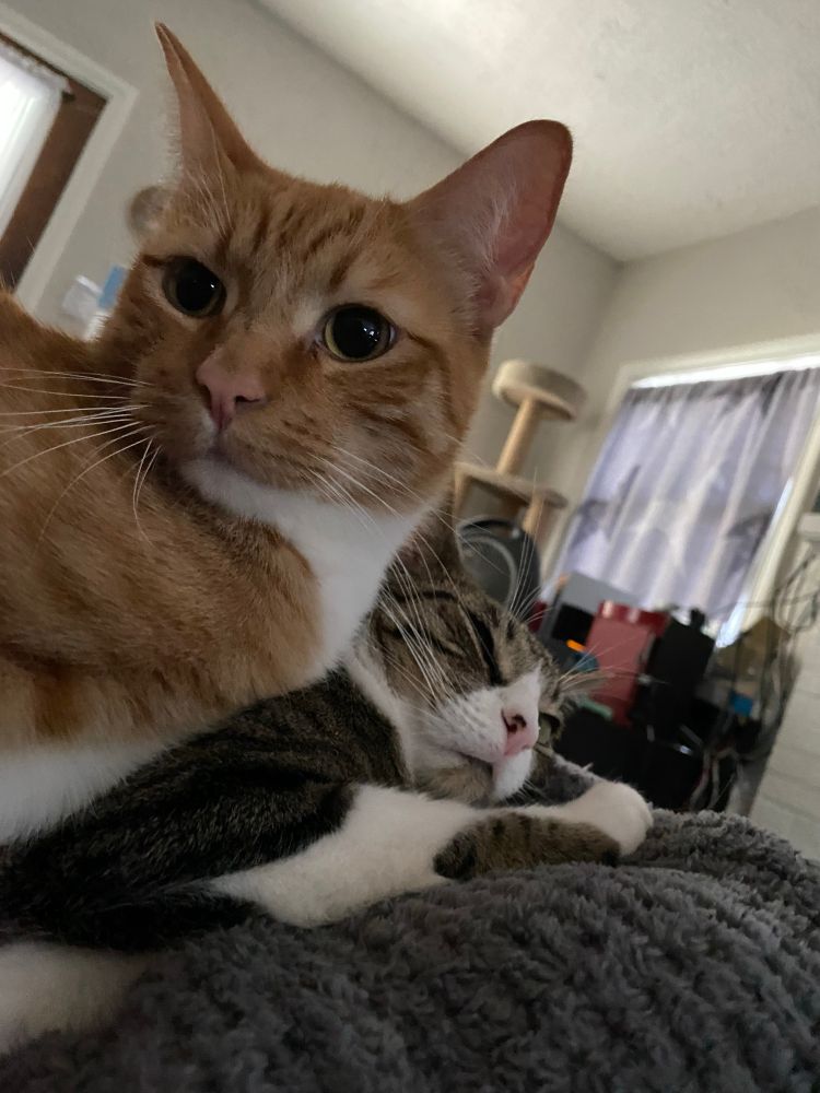 An innocent looking orange tabby is squashing a grey and white tabby who looks annoyed.