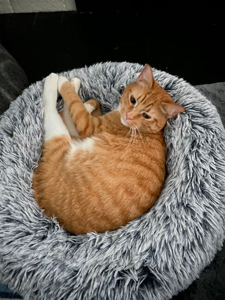 An orange cat curled up in a fluffy cat bed 