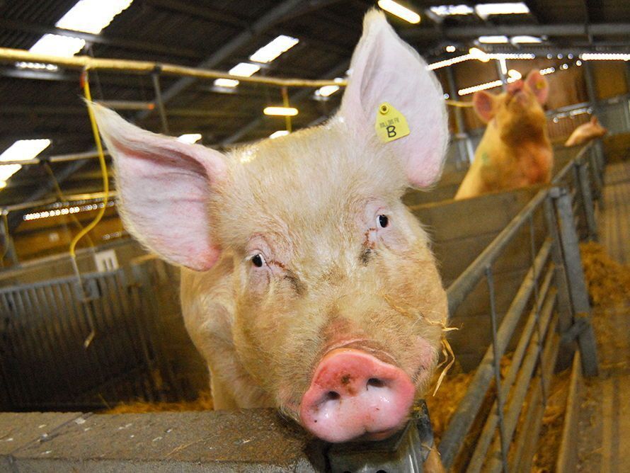 A pig stands on the edge of its pen looking at the camera