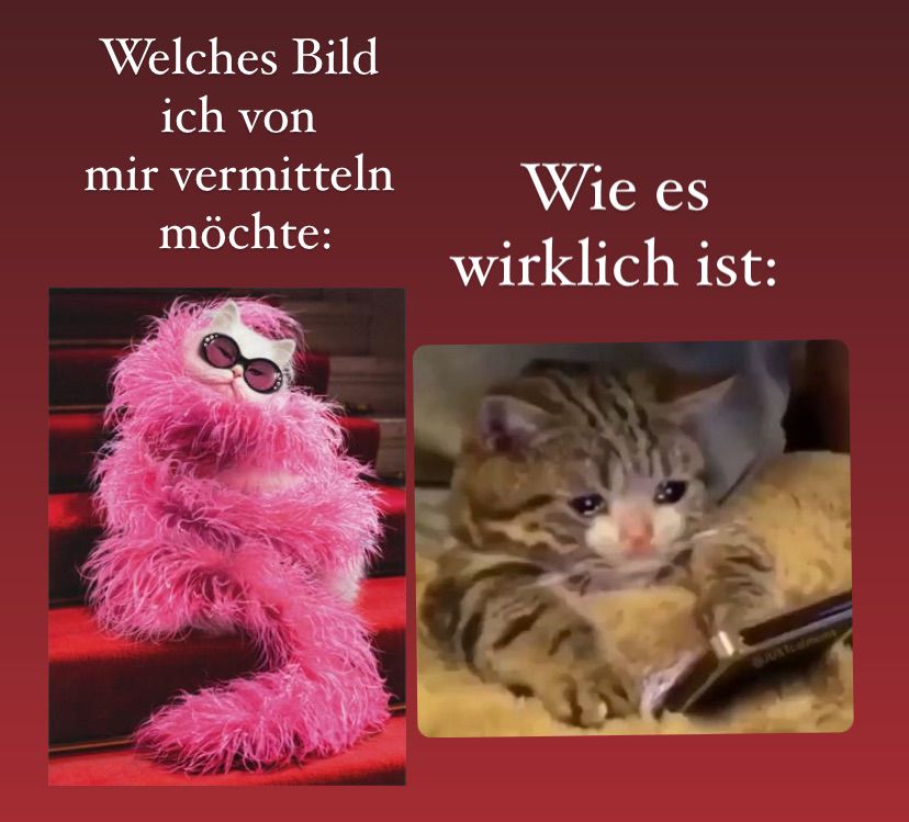 Links eine mondäne Katze mit rosa fluffy Ganzkörperschal als Kleid und Sonnenbrille. Drüber steht: welches Bild ich von mir vermitteln möchte.
Rechts eine weinende Katze mit Handy im Bett und drüber steht wie es wirklich ist