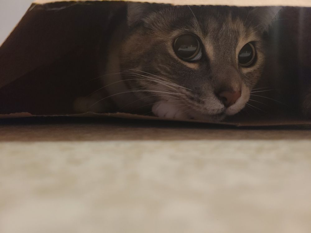 A calico cat out from a brown paper of grocery bag. Pupils of the cat are huge and reflecting the outside of the bed.