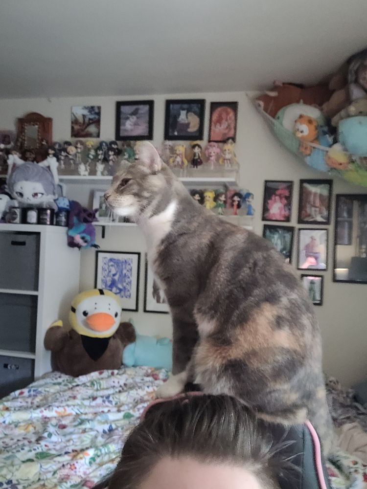 Cat sitting on top of a computer chair squinting at the right hand side