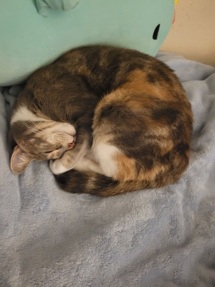 A calico cat sleeping curled up with her paw on her head. Laying on a blue fleece blanket. 