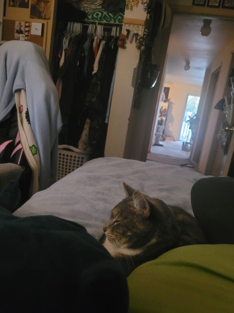 A calico cat sleeping with their head up laying on a blue blanket next to a human body