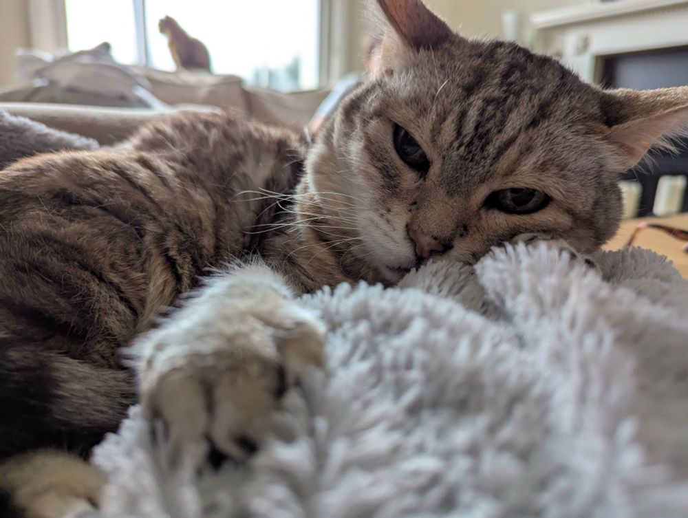 My cat Lara, looking very grumpy