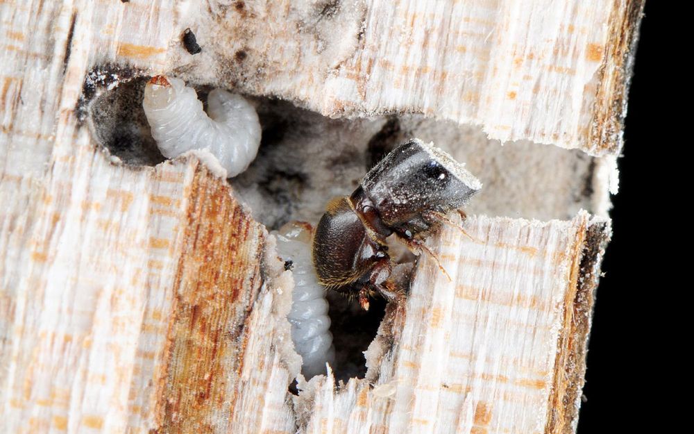 SE Asian Ambrosia  Beetle Xylosandrus brevis (Photo credit: Ching-Shan Lin)
Mother taking care of her fungus garden